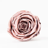 'La Rosa Bebé' Acrylic Box Single Rose
