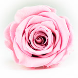 'Petit Fleur' Single Preserved Single Rose Mini Box