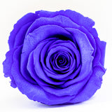 'Petit Fleur' Single Preserved Single Rose Mini Box