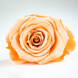 'Petit Fleur' Single Preserved Single Rose Mini Box