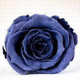 'Petit Fleur' Single Preserved Single Rose Mini Box