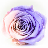 'La Rosa Bebé' Acrylic Box Single Rose