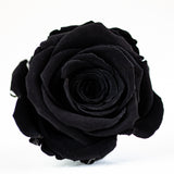 'Petit Fleur' Single Preserved Single Rose Mini Box