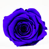 'Petit Fleur' Single Preserved Single Rose Mini Box