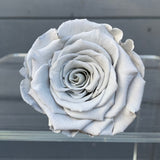 'Petit Fleur' Single Preserved Single Rose Mini Box