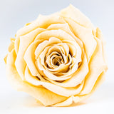 L'Clair-9 Rose Acrylic Box - Preserved Roses