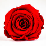 'Petit Fleur' Single Preserved Single Rose Mini Box