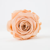 'Infinity' 30cm Rose Stems - 6 OR MORE stems