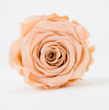 [shop_name - Forever Flowers