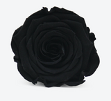 'Infinity' 30cm Rose Stems - 6 OR MORE stems