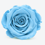 'Sloane' 24 Roses in a Case - Preserved Roses