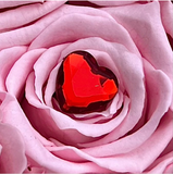 Champs-Élysées Preserved Rose Vase Arrangement