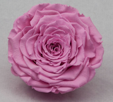 Enchanted Rose Deluxe Glass Dome - LARGE