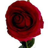 'Hollywood Bling' Box Artificial Silk Roses