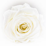 'La Rosa Bebé' Acrylic Box Single Rose