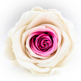 Suspended Rose Pendant Set
