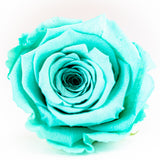 'La Rosa Bebé' Acrylic Box Single Rose