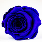 'La Rosa Bebé' Acrylic Box Single Rose