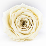 'La Rosa Bebé' Acrylic Box Single Rose