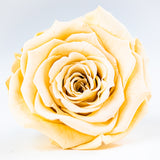 'La Rosa Bebé' Acrylic Box Single Rose