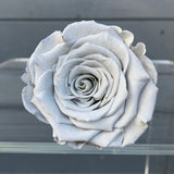 'La Rosa Bebé' Acrylic Box Single Rose