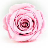 Single Long Life Rose in a Bartizan Box