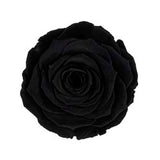 Single Long Life Rose in a Bartizan Box