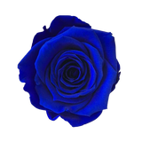 Single Long Life Rose in a Bartizan Box