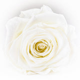'Infinity' 30cm Rose Stems - 6 OR MORE stems Valentine's Collection