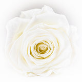 'La Rosa Bebé' Acrylic Box SINGLE - Preserved Rose