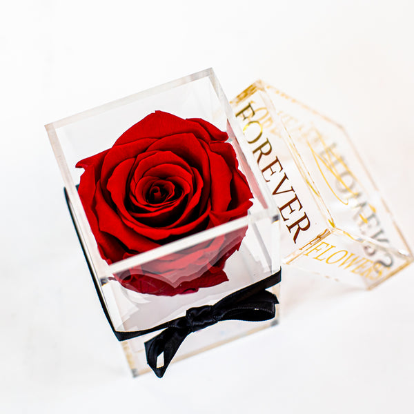 'La Rosa Bebé' Acrylic Box Single Rose