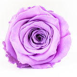 'Queen B' Bling Box Preserved Roses - Feature Collection