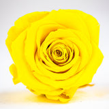 'Infinity' 30cm Rose Stems - 6 OR MORE stems Valentine's Collection