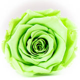'Infinity' 30cm Rose Stems - 6 OR MORE stems Valentine's Collection