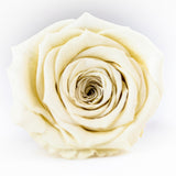 'Infinity' 30cm Rose Stems - 6 OR MORE stems Valentine's Collection