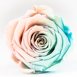 'Infinity' 30cm Rose Stems - 6 OR MORE stems Valentine's Collection