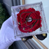 'La Rosa Bebé' Acrylic Box SINGLE - Preserved Rose