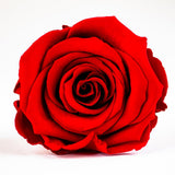 'Queen B' Bling Box Preserved Roses - Feature Collection