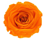 'Infinity' 30cm Rose Stems - 6 OR MORE stems Valentine's Collection