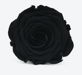 'Infinity' 30cm Stem SINGLE - Preserved Rose