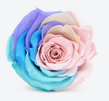 'Infinity' 30cm Rose Stems - 6 OR MORE stems Valentine's Collection