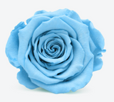 'Infinity' 30cm Rose Stems - 6 OR MORE stems Valentine's Collection